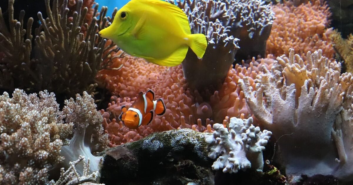 Corais construtores de Ecossistemas Marinhos