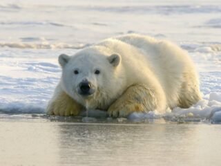 O Impacto das Estações do Ano no Comportamento Animal